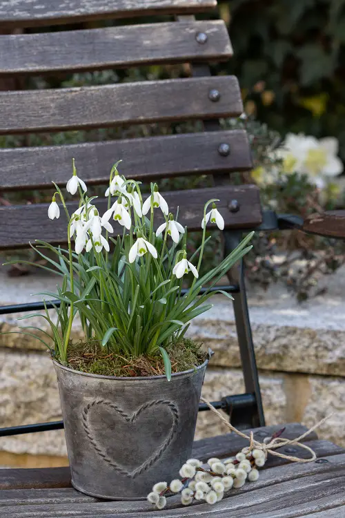 Low-Water Requirement Flowers