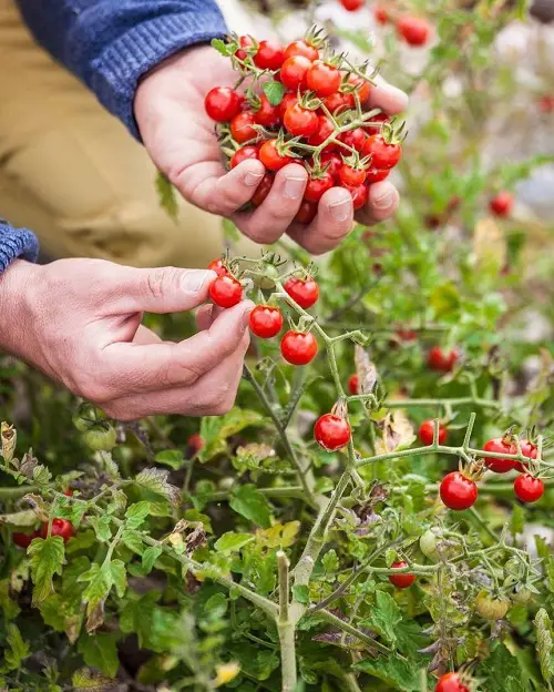 Weeds that Look like Tomato Plants 1