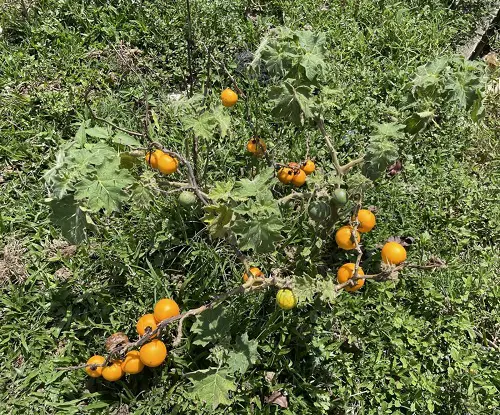 Tropical soda apple Weeds that Look like Tomato Plants