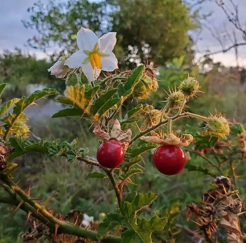 litchi Weeds that Look like Tomato Plants
