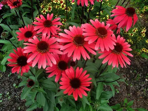 lovely coneflower types for your yard 2