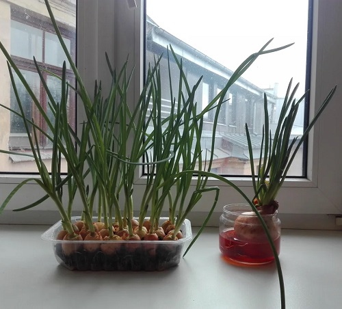 Spring Onions indoor