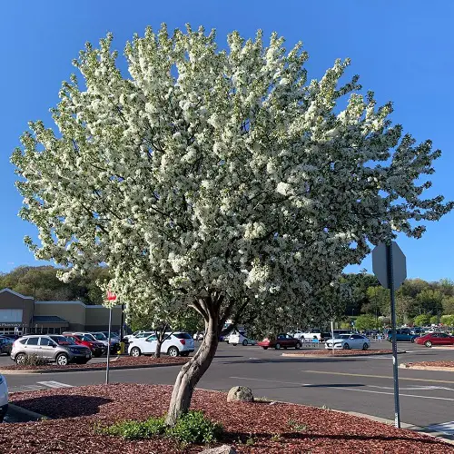 Spring Snow Crabapple near shop