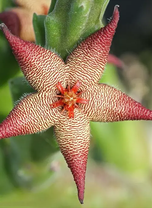 Unique Stapelia Varieties 3