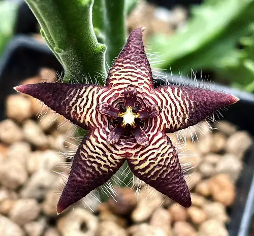 Various Stapelia Varieties