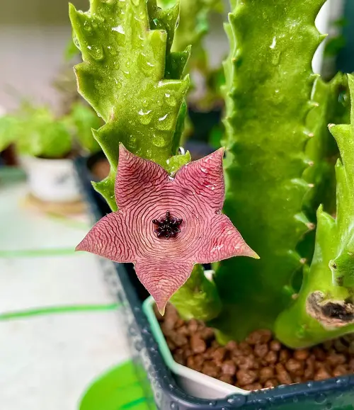 The Most Colourful Stapelia Types