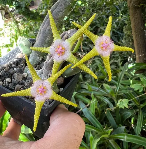 Top Colourful Stapelia Types