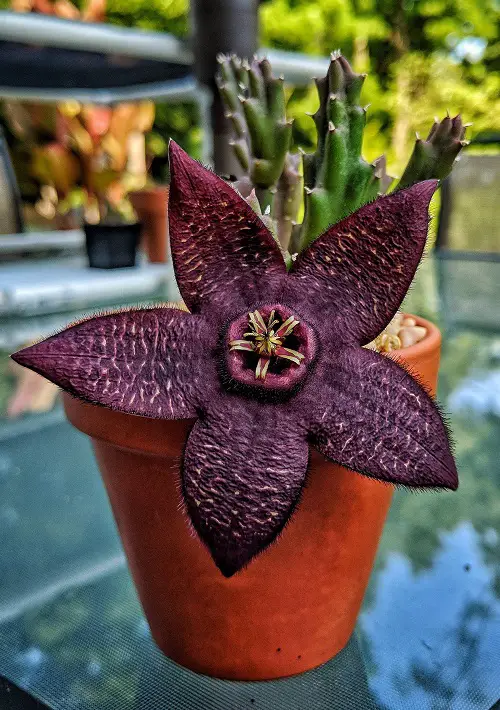 Star-shaped Blossoms in pot