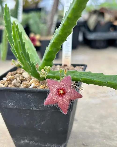 Various Stapelia Varieties 2