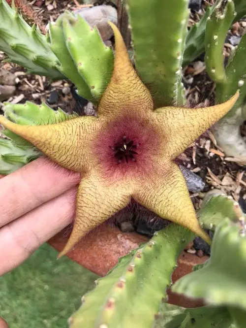 Outstanding Varieties of Stapelia 2