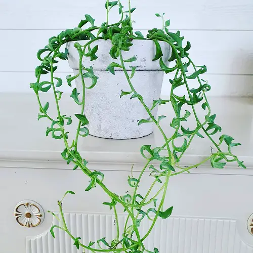Plants with Long Stems of Succulents 8