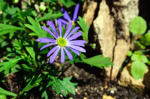 top Blue and Yellow Flowers