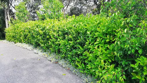 Low-Maintenance Shrubs 1