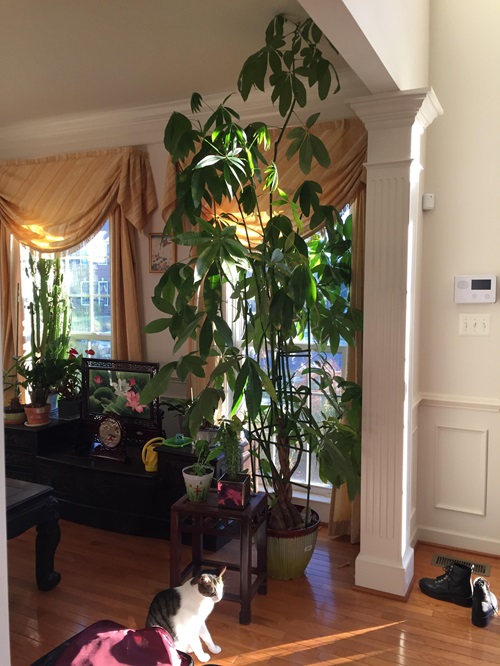 A Large Dumb Cane Plant indoor