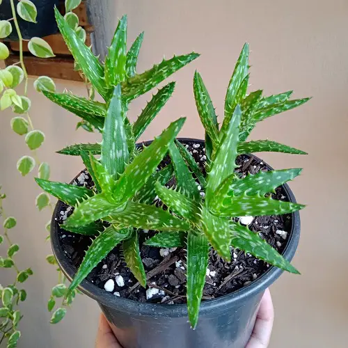 Tiger Tooth Aloe that Look like Aloe Vera