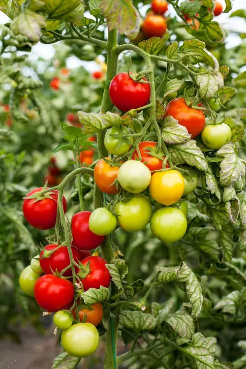 Sage Companion tomatoes