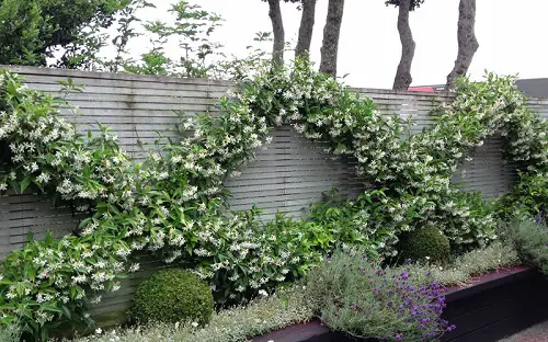 Low-Maintenance Evergreens 5