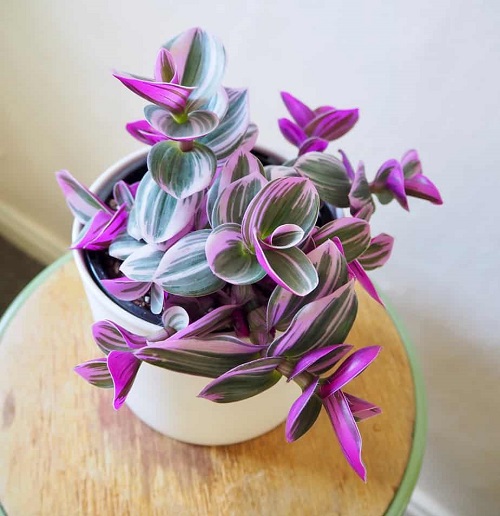 Tradescantia Bubble Gum Plant Care Guide | Indoor Garden Web