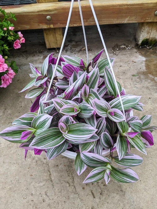 Tradescantia Bubble Gum Plant Care Guide | Indoor Garden Web