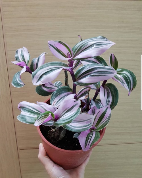 Tradescantia Bubble Gum Plant Care Guide | Indoor Garden Web