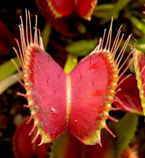 Amazing Flowers That Look Like Vaginas 4