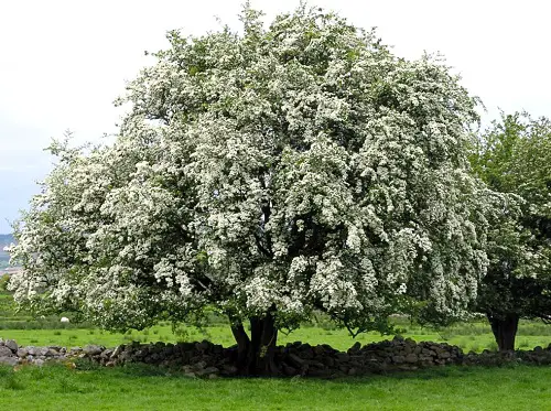Blooming with white flower Washington Hawthorn tree