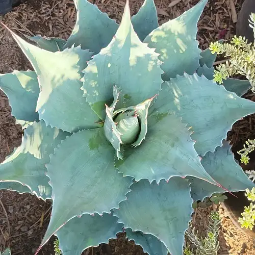 Whale’s Tongue Agave Plants that Look like Aloe Vera