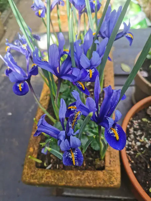 lovely  Summer Blooming Perennial Flowers