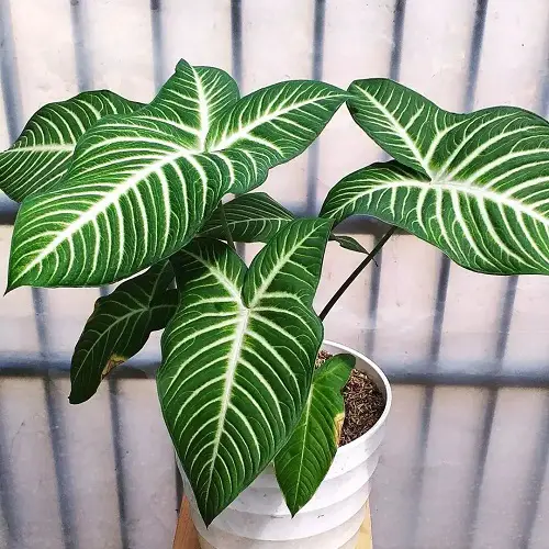 Plant Looks Like Elephant Ears, But These Are Not 13
