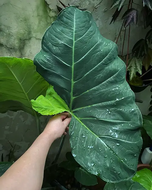 Plants Like Elephant Ears