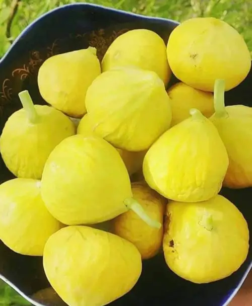 Yellow Fig