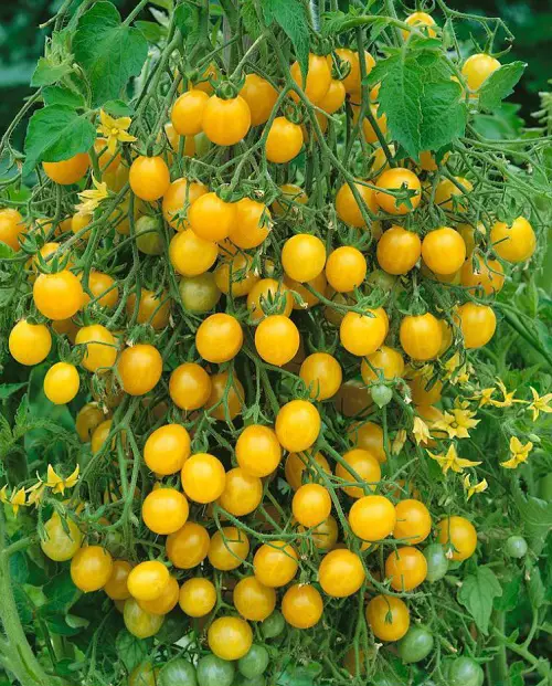 Yellow Tomato