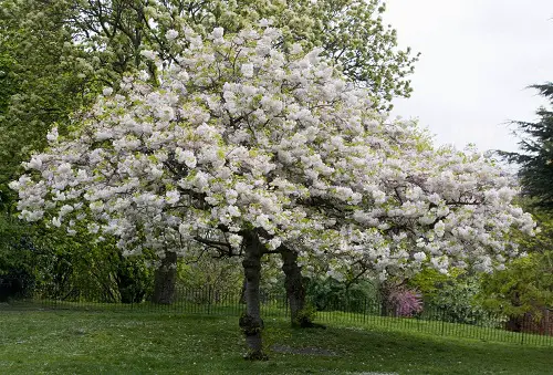 Yoshino Cherry Tree
