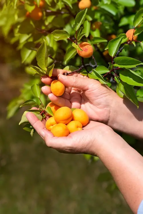 yellow Apricot