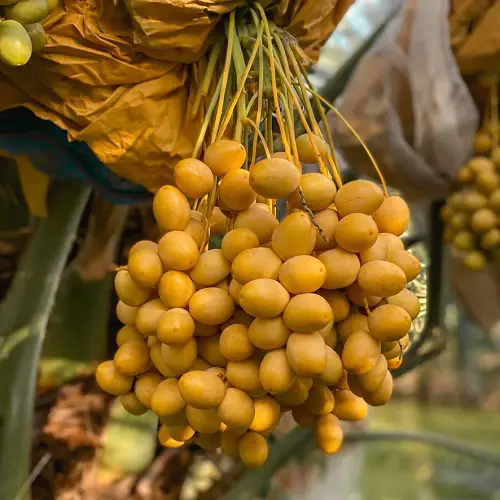 yellow Barhi Date