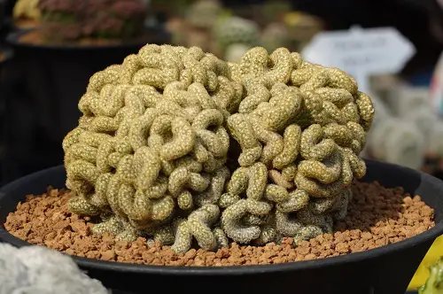 Strange Plants with Brain-Like Structures 3