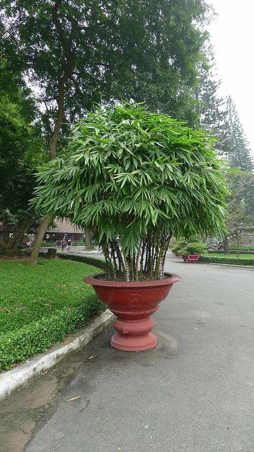 Bamboo Types for Gardens and Contain