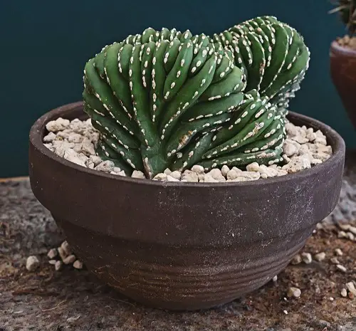 Strange Plants with Brain-Like Structures 10