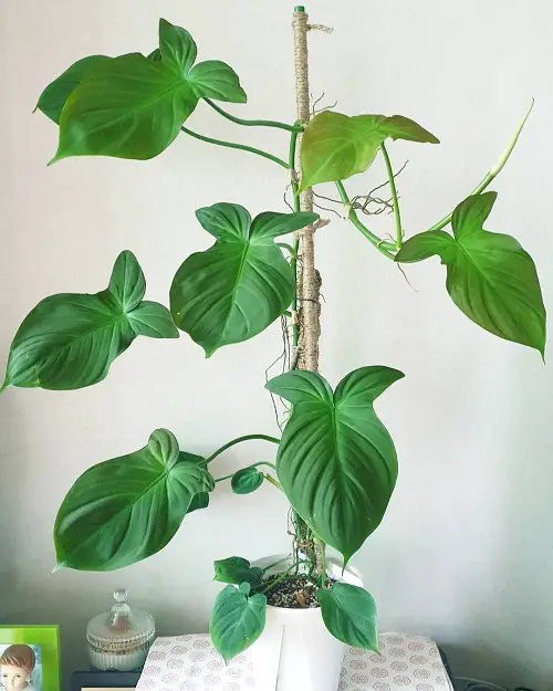 Camposportoanum Plants that Look like Monstera but are Not