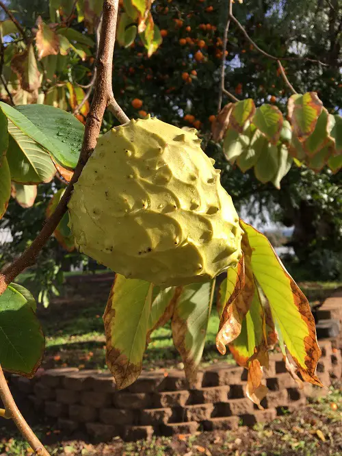 yellow Cherimoya
