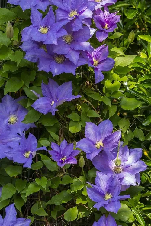  Blue and Yellow Flowers