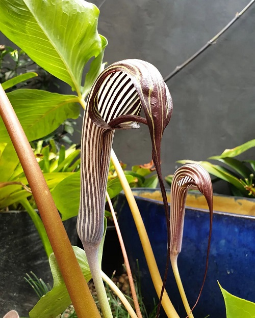 cobra lily that Look Like Animals