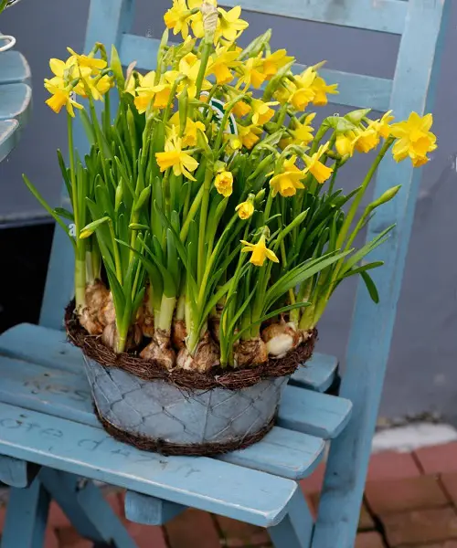Google lists the most popular flowers worldwide.
