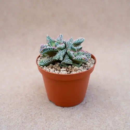 Tiger Jaws Plants that Look like Aloe Vera 