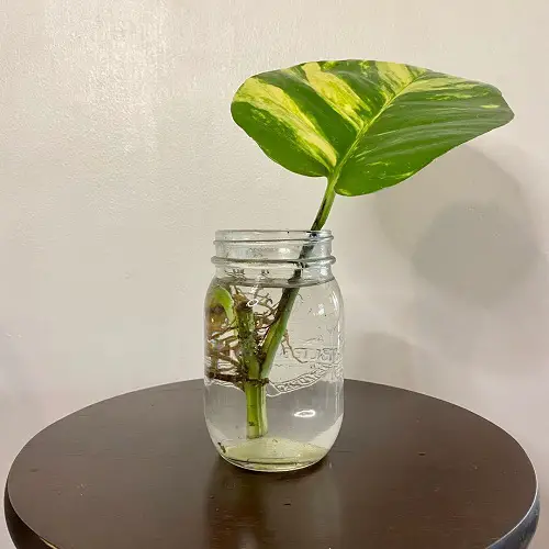 Pothos Propagation Mistakes