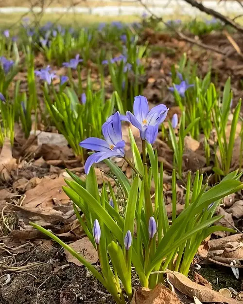 Blue Flower Names & Images in pot