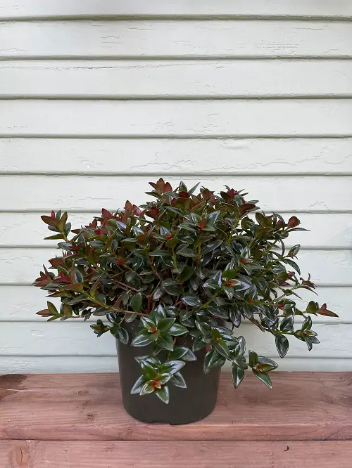 Requirements for Growing Black Goldfish Plant