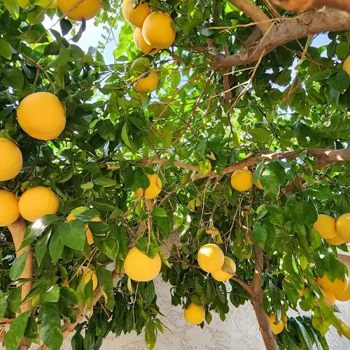 yellow Grapefruit