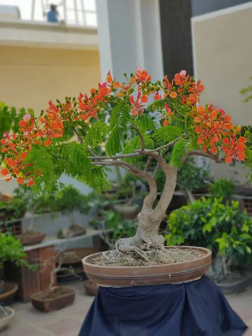 Growing Requirements for Flame Tree Bonsai
