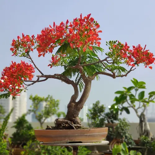 How to Grow Flame Tree Bonsai